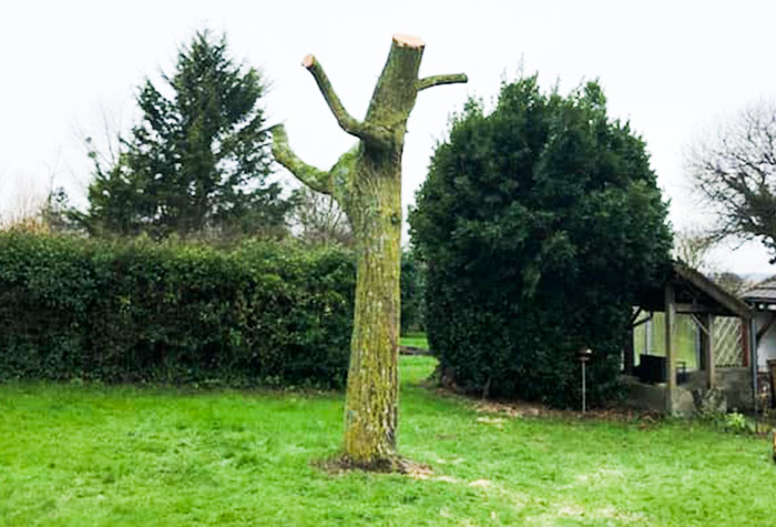 SERVICE D'ÉLAGAGE AVEC UN PAYSAGISTE PROFESSIONNEL PRÈS DE CARENTAN