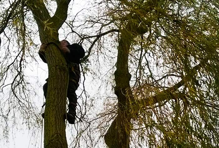 SERVICES D’ABATTAGE D’ARBRES AUX ALENTOURS DE CARENTAN